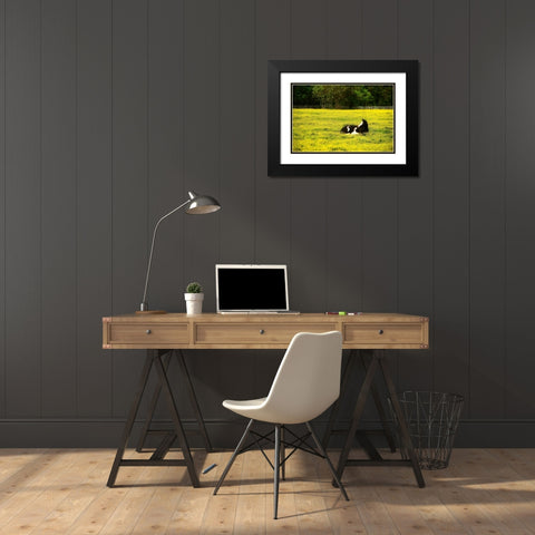 Black Pinto I Black Modern Wood Framed Art Print with Double Matting by Hausenflock, Alan