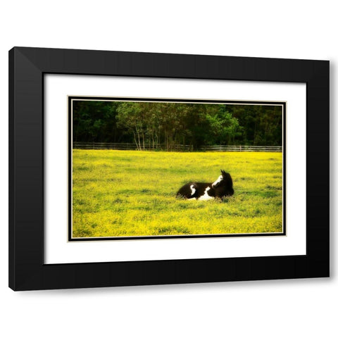 Black Pinto I Black Modern Wood Framed Art Print with Double Matting by Hausenflock, Alan