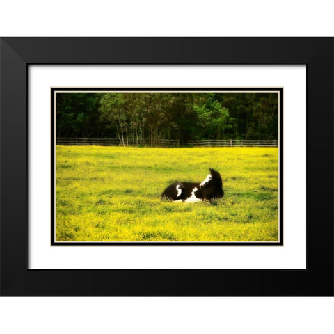Black Pinto I Black Modern Wood Framed Art Print with Double Matting by Hausenflock, Alan