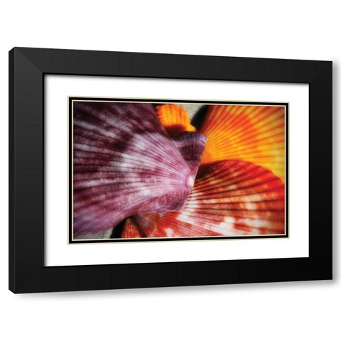 Scallops II Black Modern Wood Framed Art Print with Double Matting by Hausenflock, Alan