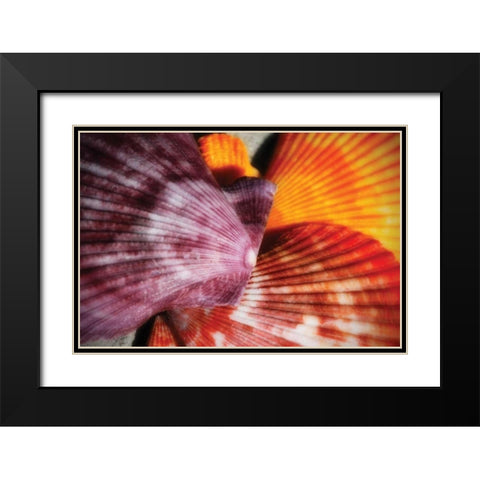 Scallops II Black Modern Wood Framed Art Print with Double Matting by Hausenflock, Alan