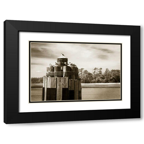 Pamlico Gulls I Black Modern Wood Framed Art Print with Double Matting by Hausenflock, Alan