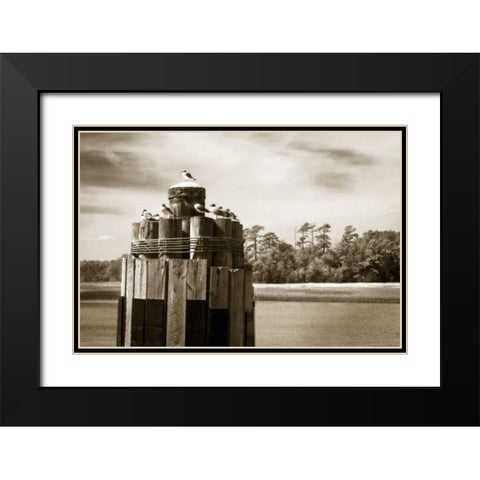 Pamlico Gulls I Black Modern Wood Framed Art Print with Double Matting by Hausenflock, Alan