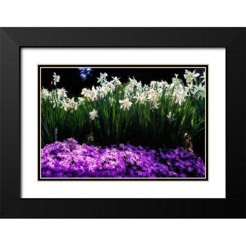 Spring Daffodils I Black Modern Wood Framed Art Print with Double Matting by Hausenflock, Alan