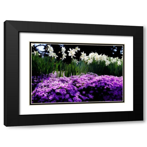 Spring Daffodils II Black Modern Wood Framed Art Print with Double Matting by Hausenflock, Alan
