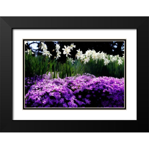 Spring Daffodils II Black Modern Wood Framed Art Print with Double Matting by Hausenflock, Alan