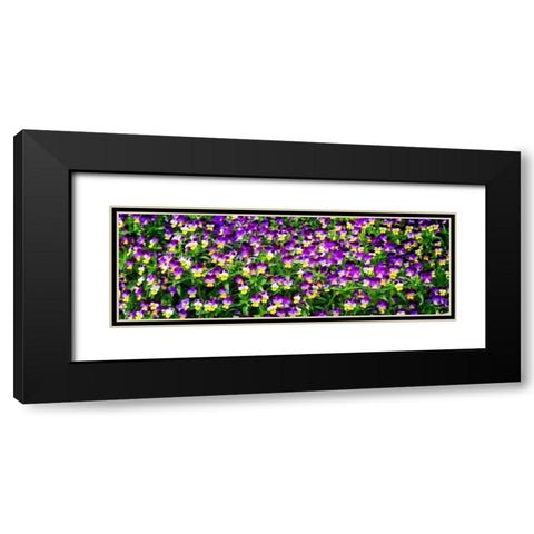 Spring Flowers I Black Modern Wood Framed Art Print with Double Matting by Hausenflock, Alan
