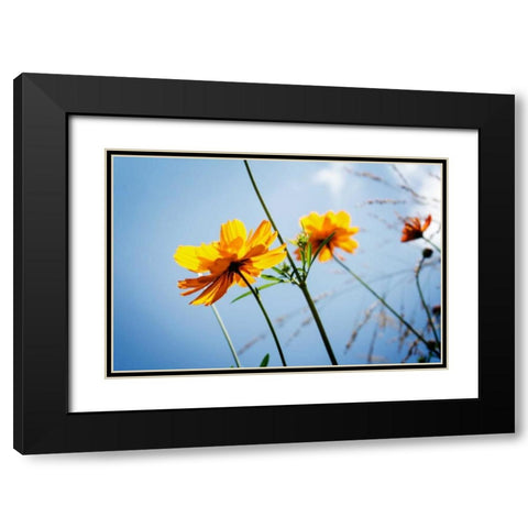 Reaching for the Sun II Black Modern Wood Framed Art Print with Double Matting by Hausenflock, Alan