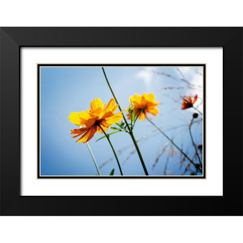 Reaching for the Sun II Black Modern Wood Framed Art Print with Double Matting by Hausenflock, Alan