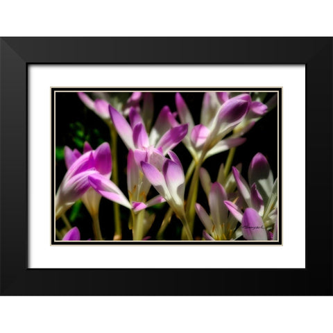 September Flowers Black Modern Wood Framed Art Print with Double Matting by Hausenflock, Alan