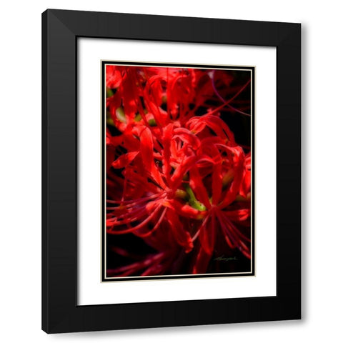 Hurricane Lily Black Modern Wood Framed Art Print with Double Matting by Hausenflock, Alan