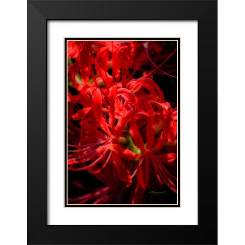 Hurricane Lily Black Modern Wood Framed Art Print with Double Matting by Hausenflock, Alan