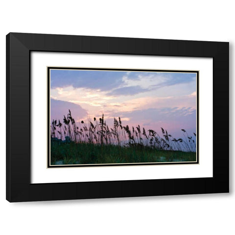 Sea Oats on Lavender I Black Modern Wood Framed Art Print with Double Matting by Hausenflock, Alan