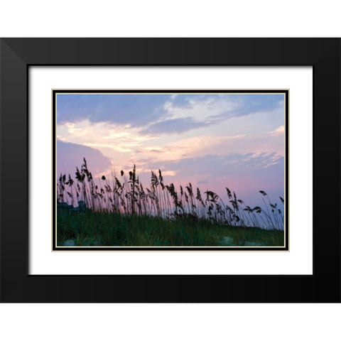 Sea Oats on Lavender I Black Modern Wood Framed Art Print with Double Matting by Hausenflock, Alan