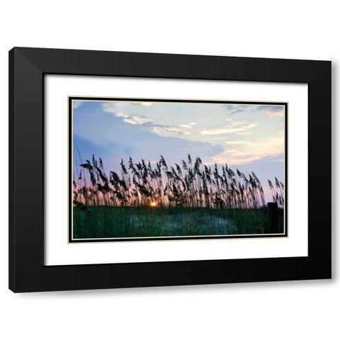 Sea Oats on Lavender II Black Modern Wood Framed Art Print with Double Matting by Hausenflock, Alan