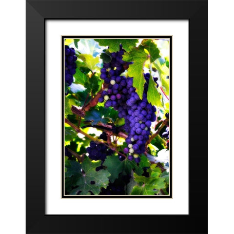 Grapes II Black Modern Wood Framed Art Print with Double Matting by Hausenflock, Alan