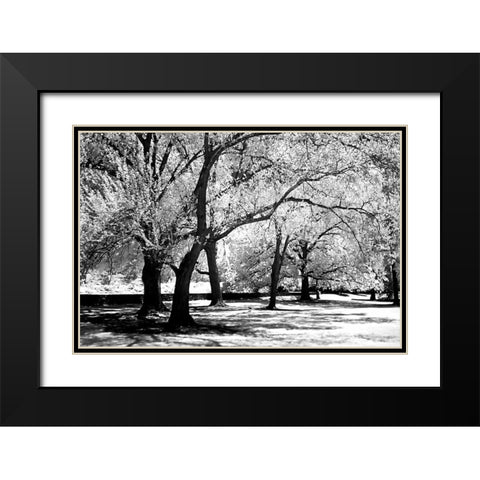 Fantasy Oaks Black Modern Wood Framed Art Print with Double Matting by Hausenflock, Alan