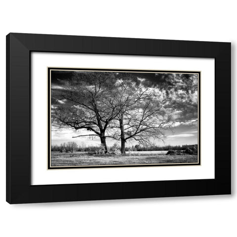 Roseville Oaks Black Modern Wood Framed Art Print with Double Matting by Hausenflock, Alan