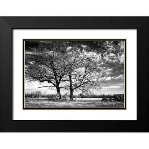 Roseville Oaks Black Modern Wood Framed Art Print with Double Matting by Hausenflock, Alan