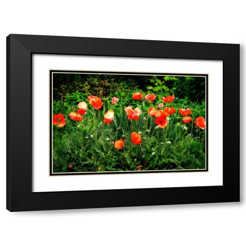 Poppies II Black Modern Wood Framed Art Print with Double Matting by Hausenflock, Alan