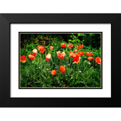 Poppies II Black Modern Wood Framed Art Print with Double Matting by Hausenflock, Alan
