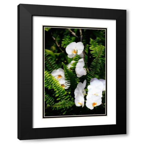 Orchids and Ferns I Black Modern Wood Framed Art Print with Double Matting by Hausenflock, Alan