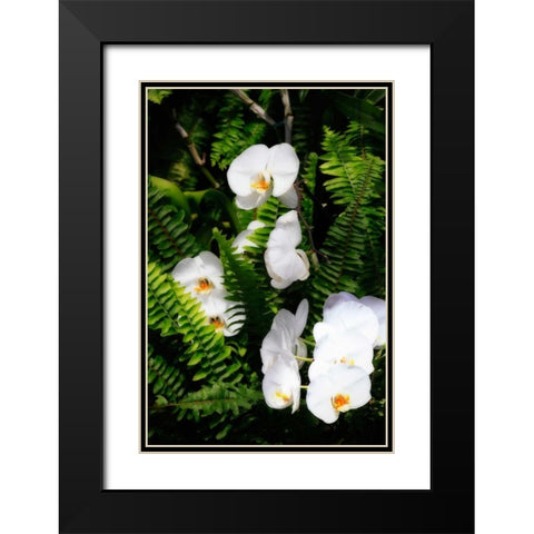 Orchids and Ferns I Black Modern Wood Framed Art Print with Double Matting by Hausenflock, Alan