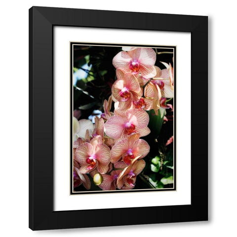 Moth Orchids V Black Modern Wood Framed Art Print with Double Matting by Hausenflock, Alan
