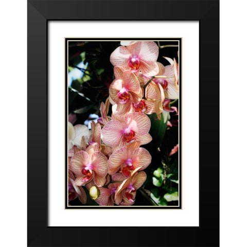 Moth Orchids V Black Modern Wood Framed Art Print with Double Matting by Hausenflock, Alan