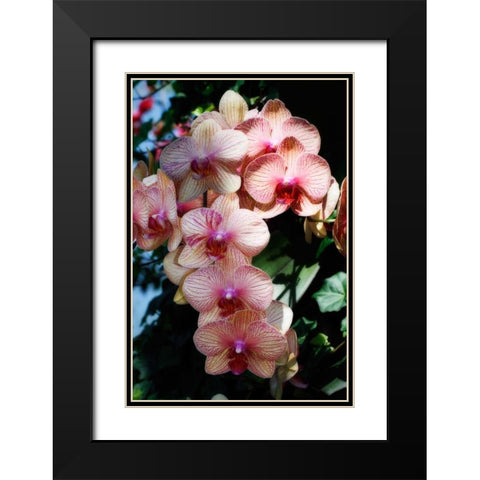 Moth Orchids VI Black Modern Wood Framed Art Print with Double Matting by Hausenflock, Alan