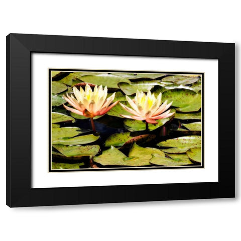 Blushing Lilies II Black Modern Wood Framed Art Print with Double Matting by Hausenflock, Alan