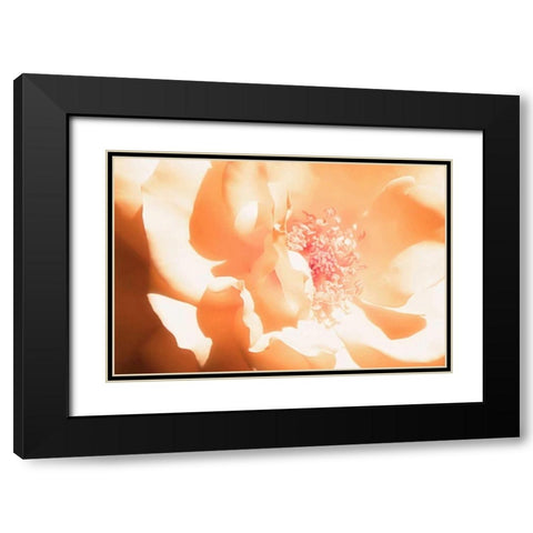 Melon Rose I Black Modern Wood Framed Art Print with Double Matting by Hausenflock, Alan