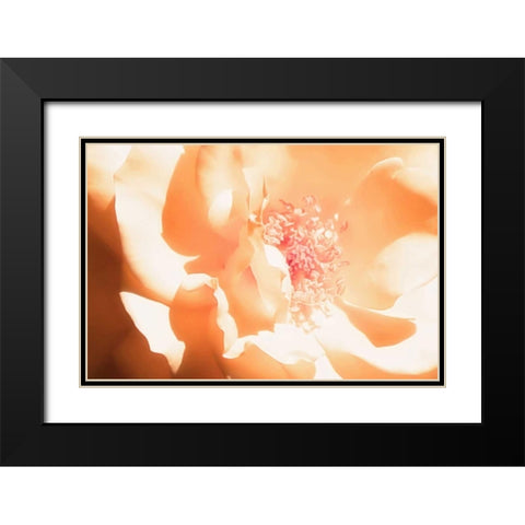 Melon Rose I Black Modern Wood Framed Art Print with Double Matting by Hausenflock, Alan