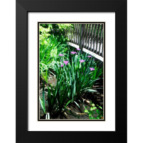 Spring Iris I Black Modern Wood Framed Art Print with Double Matting by Hausenflock, Alan