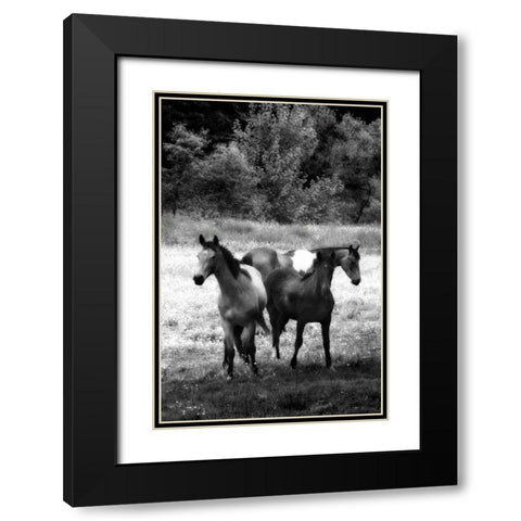 The Horses Three I Black Modern Wood Framed Art Print with Double Matting by Hausenflock, Alan