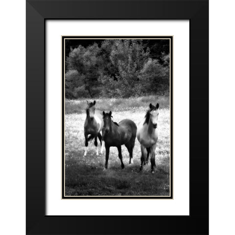The Horses Three II Black Modern Wood Framed Art Print with Double Matting by Hausenflock, Alan