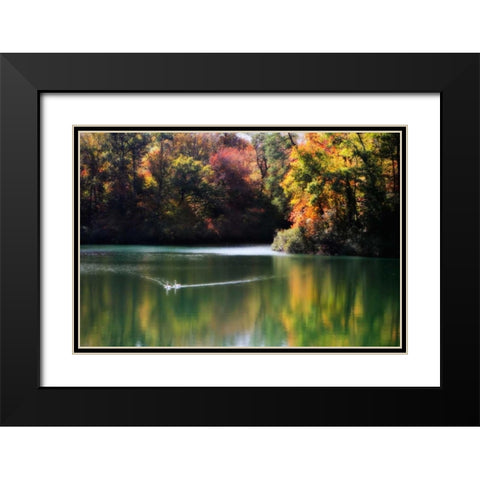 Swans on the Lake I Black Modern Wood Framed Art Print with Double Matting by Hausenflock, Alan