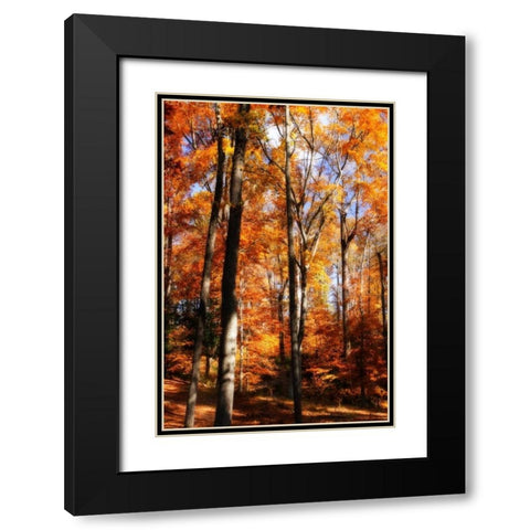 Autumn Cathedral I Black Modern Wood Framed Art Print with Double Matting by Hausenflock, Alan