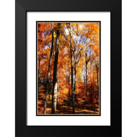 Autumn Cathedral I Black Modern Wood Framed Art Print with Double Matting by Hausenflock, Alan