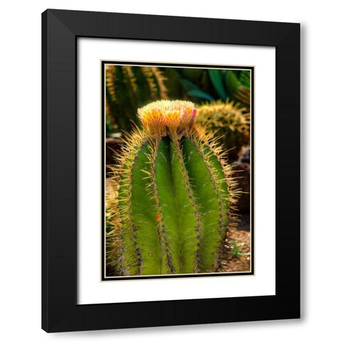 Cactus Flowers I Black Modern Wood Framed Art Print with Double Matting by Johnson, George