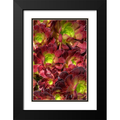 Green in Red Flower Black Modern Wood Framed Art Print with Double Matting by Johnson, George