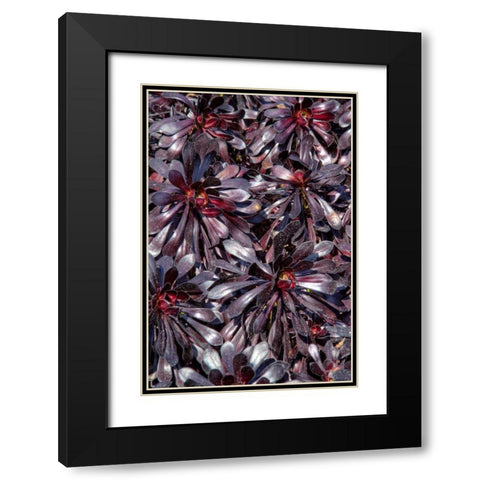 Yellow in Red Flowers Black Modern Wood Framed Art Print with Double Matting by Johnson, George