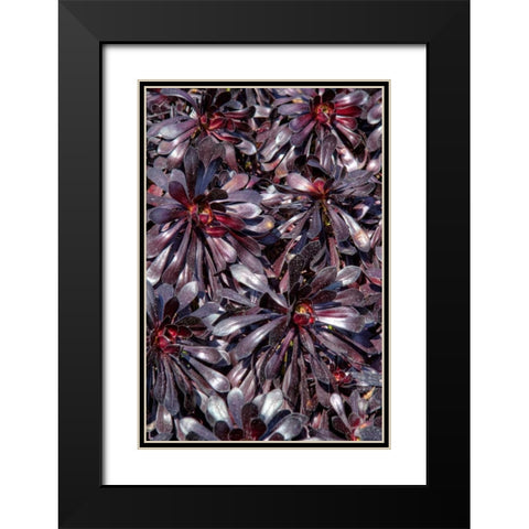 Yellow in Red Flowers Black Modern Wood Framed Art Print with Double Matting by Johnson, George
