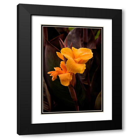 Orange Flower I Black Modern Wood Framed Art Print with Double Matting by Johnson, George