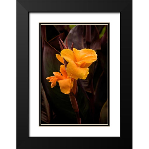 Orange Flower I Black Modern Wood Framed Art Print with Double Matting by Johnson, George
