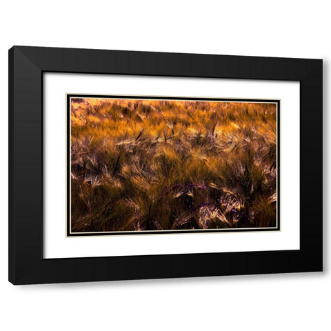 Golden Grain Black Modern Wood Framed Art Print with Double Matting by Johnson, George