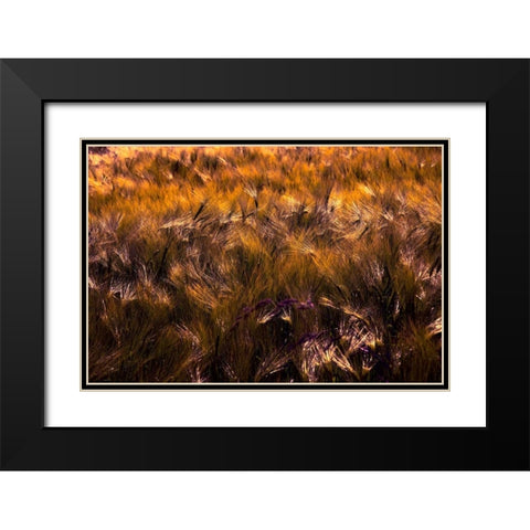 Golden Grain Black Modern Wood Framed Art Print with Double Matting by Johnson, George