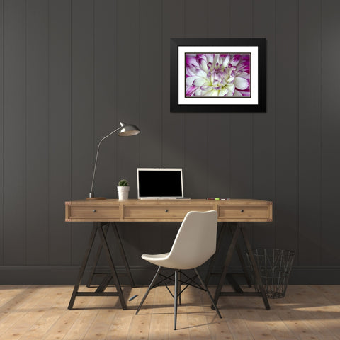 Purple and White Dahlia Black Modern Wood Framed Art Print with Double Matting by Johnson, George