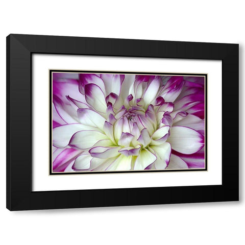 Purple and White Dahlia Black Modern Wood Framed Art Print with Double Matting by Johnson, George