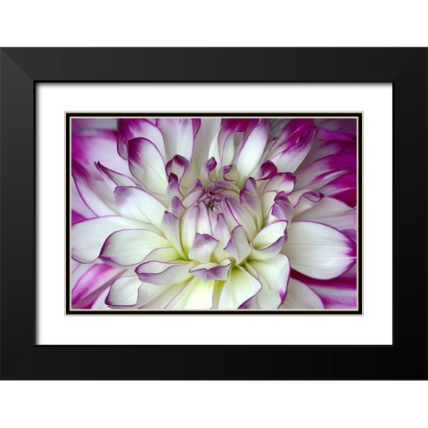 Purple and White Dahlia Black Modern Wood Framed Art Print with Double Matting by Johnson, George